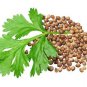Coriander(Coriandrum sativum) Dhaniya Seed Powder 200 g Spice Grounded