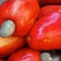 Organic Raw Oven Dried Full Cashew Nuts Premium Quality Cashews 200 g From Sri Lanka