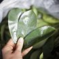 Organic Air Dried Soursop/Graviola/Guyabano Herbal (Annona muricata) 100 Leaves