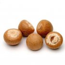 Organic Whole Dried Betel Nut (Areca Catechu) Supari Mouth Freshener Chewing gum 100 g