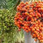 Organic Whole Dried Betel Nut (Areca Catechu) Supari Mouth Freshener Chewing gum 100 g