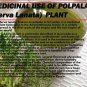 Organic Polpala (Aerva lanata) Powder 200 g Herbal Remedy For Urinary & Bladder Health