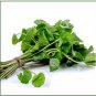Organic Centella asiatica Leaf Ground Powder 200 g For Concentration & Memory Support