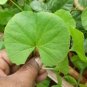 Organic Centella asiatica Leaf Ground Powder 200 g For Concentration & Memory Support