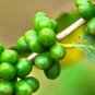 Organic Green Coffee Bean(Unroasted) 60 Capsules Chlorogenic Acid For Weight Loss