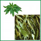Dried Mango 50 Leaves Organic Blood Sugar Control and Fertility Enhance- Dried Mango 50 Leaves Organic Blood Sugar Control and Fertility Enhance-