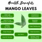 Dried Mango 50 Leaves Organic Blood Sugar Control and Fertility Enhance-