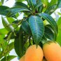 Dried Mango 50 Leaves Organic Blood Sugar Control and Fertility Enhance-