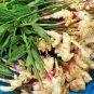 Organic Ceylon Ginger Powder Good For Skin, Hair & Healthy Herbal Medicine - 100 g