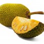 Organic Dried Jackfruit 50 Seeds From Sri Lanka