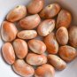 Organic Dried Jackfruit 50 Seeds From Sri Lanka