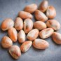 Organic Dried Jackfruit 50 Seeds From Sri Lanka