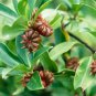 Star Anise Tea Drink For Regain Your Balance The Longevity Tonic 60 g
