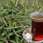 Organic Indian sarsaparilla/Nannari/ Iramusu/Hemidesmus Indicus Herbal 200 Tea Bags