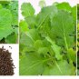 Organic Black Mustard Whole Seeds (Brassica) 100 g For Mustard Paste, Oil & Spice