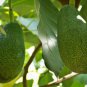 Organic Dried Avocado Powder 100g Enriched Vitamins B5,B6,C,E,K,Folate,Potassium