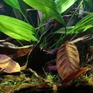 Jackfruit 100 Leaves Shrimp Betta Fish Aquarium care Bio-Film Hiding Places