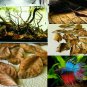 Jackfruit 100 Leaves Shrimp Betta Fish Aquarium care Bio-Film Hiding Places