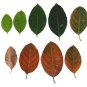 Jackfruit 100 Leaves Shrimp Betta Fish Aquarium care Bio-Film Hiding Places
