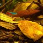 Jackfruit 100 Leaves Shrimp Betta Fish Aquarium care Bio-Film Hiding Places
