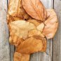 Jackfruit 100 Leaves Shrimp Betta Fish Aquarium care Bio-Film Hiding Places