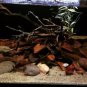 Jackfruit 100 Leaves Shrimp Betta Fish Aquarium care Bio-Film Hiding Places