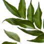 Organic Dried Curry Leaves/Murraya Koenigi/Sweet Neem Whole 100 g Reduces Cholesterol