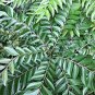 Organic Dried Curry Leaves/Murraya Koenigi/Sweet Neem Whole 100 g Reduces Cholesterol