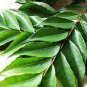 Organic Dried Curry Leaves/Murraya Koenigi/Sweet Neem Whole 100 g Reduces Cholesterol