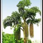Organic Pure Natural Fishtail Palm (Caryota urens) / Kithul Healthy Flour