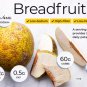 Organic Breadfruit Dehydrated/Air Dried(Artocarpus altilis) From Sri Lanka 250 g