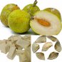 Organic Breadfruit Dehydrated/Air Dried(Artocarpus altilis) From Sri Lanka 250 g