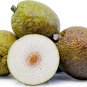 Organic Breadfruit Dehydrated/Air Dried(Artocarpus altilis) From Sri Lanka 250 g