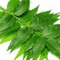 Organic Dried Neem (Azadirachta Indica) Margosa Leaves 200 g