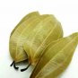 Dried Cinnamon Leaves Natural Herbal Alternative to Bay Leaves -100 g