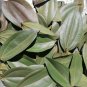 Dried Cinnamon Leaves Natural Herbal Alternative to Bay Leaves -100 g