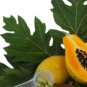 Organic Papaya (Carica papaya) Leaf 30 Capsules