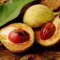 Organic Nutmeg (With Shell) Seeds Natural Spice 200 g