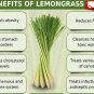 Organic Dried Lemongrass- Aromatheraphy, Mosiquito Repalent Enhance Food Flavor 100g