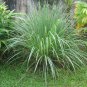 Organic Dried Lemongrass- Aromatheraphy, Mosiquito Repalent Enhance Food Flavor 100g