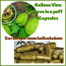 Love In a Puff/Balloon Vine/Cardiospermum Organic Capsules (60 capsules)