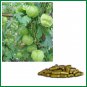 Love In a Puff/Balloon Vine/Cardiospermum Organic Capsules (60 capsules)