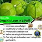 Love In a Puff/Balloon Vine/Cardiospermum Organic Capsules (60 capsules)