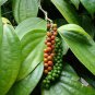 Organic Black Pepper Powder/Piper nigrum Ground Spice Sri Lanka 100 g