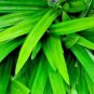 Dried Pandan/Panandus Screwpine Vanilla Grass Organic Natural Herbal Food Flavor 100 g