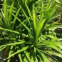 Dried Pandan/Panandus Screwpine Vanilla Grass Organic Natural Herbal Food Flavor 100 g