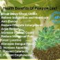 Organic Ceylon Carica Papaya Leaf Powder 100 g