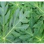Organic Ceylon Carica Papaya Leaf Powder 100 g