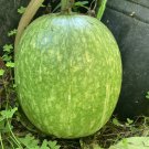 Cucurbita Ficifolia (Chilacayote), Alcayota Squash 10 Seeds