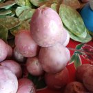 Opuntia Xoconostle Pad (Cutting) ready to be planted (pink fruit)